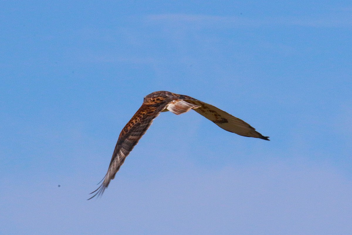 káně královská - ML644229518