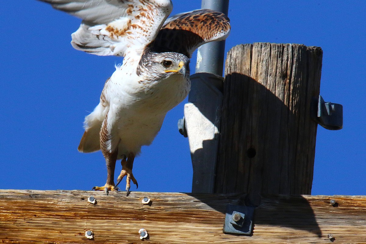 káně královská - ML644229519