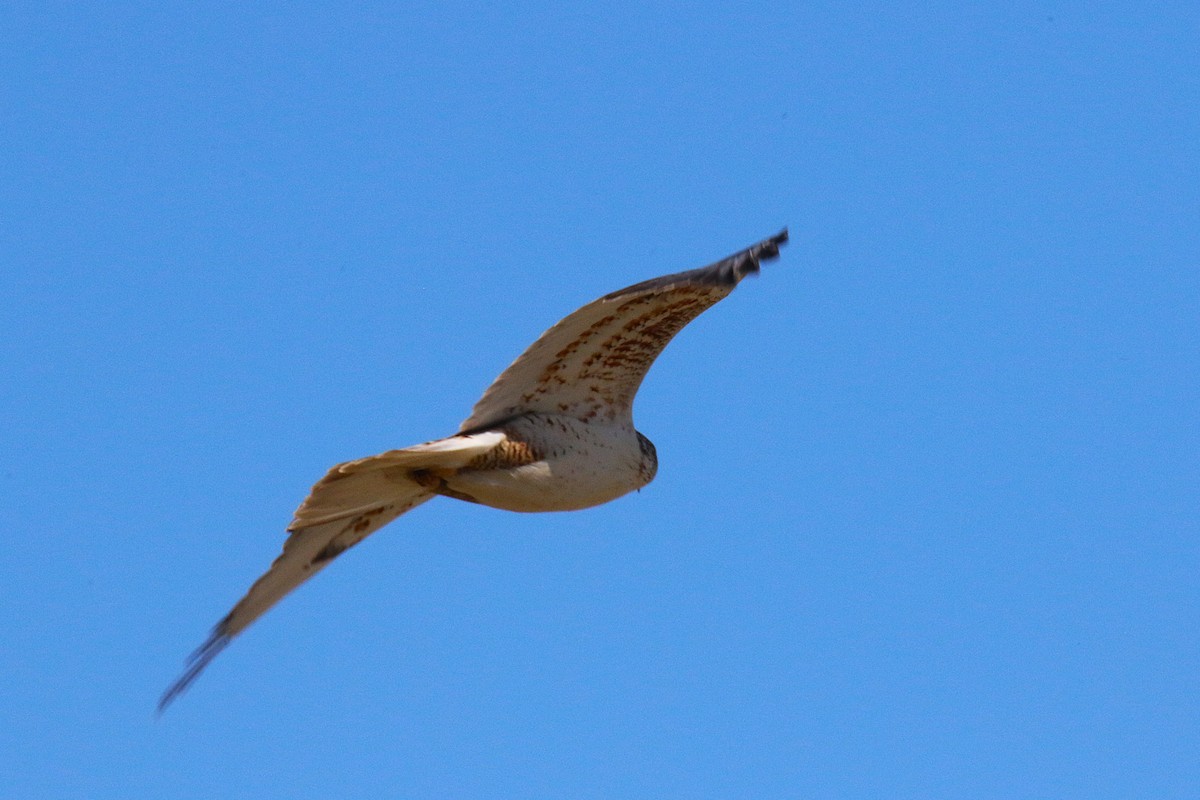 káně královská - ML644229520