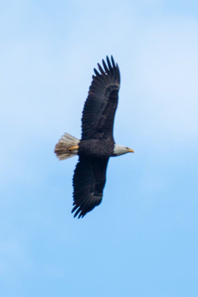 Bald Eagle - ML644229526