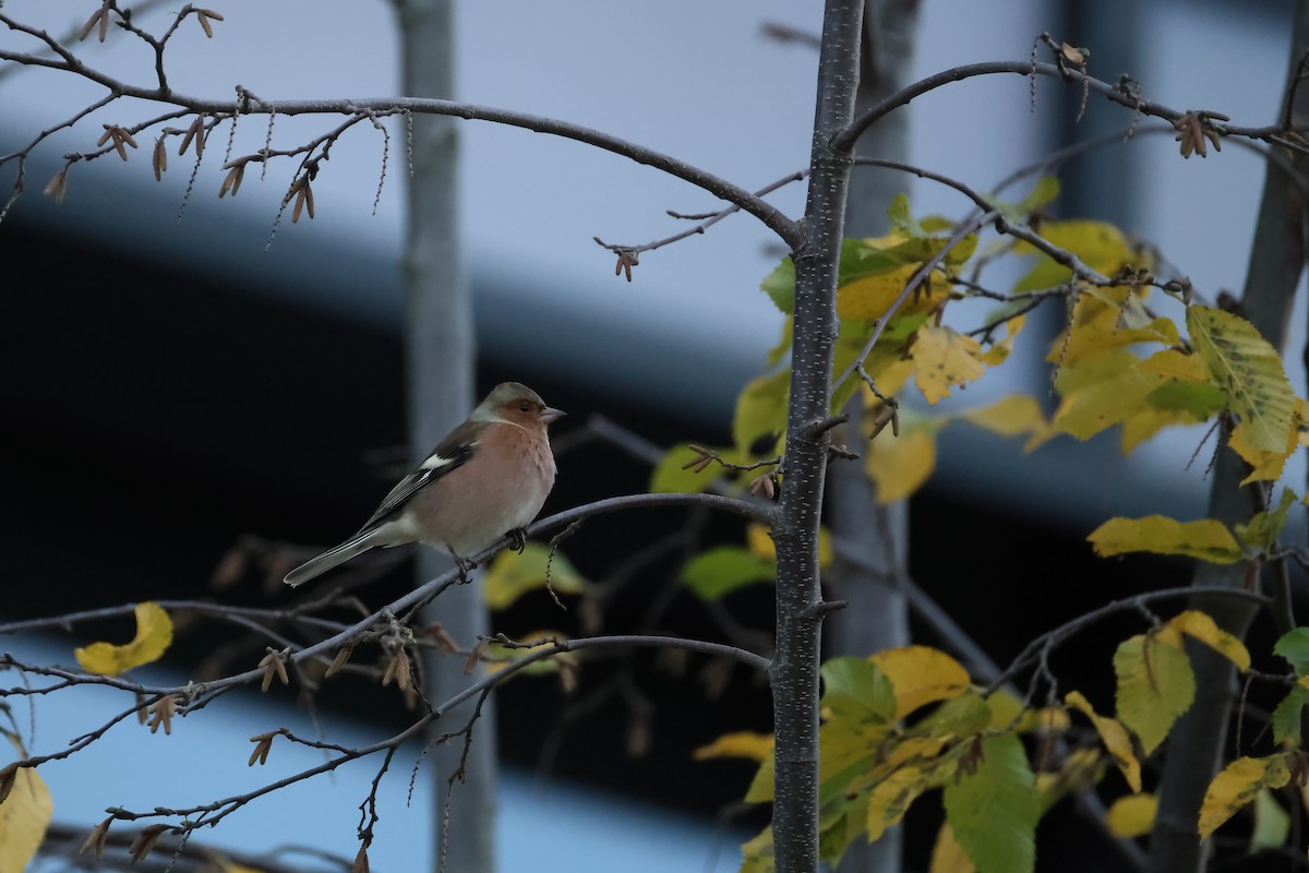 Common Chaffinch - ML644229527