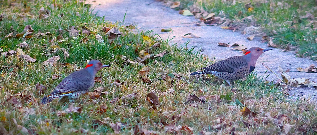 Northern Flicker - ML644229566