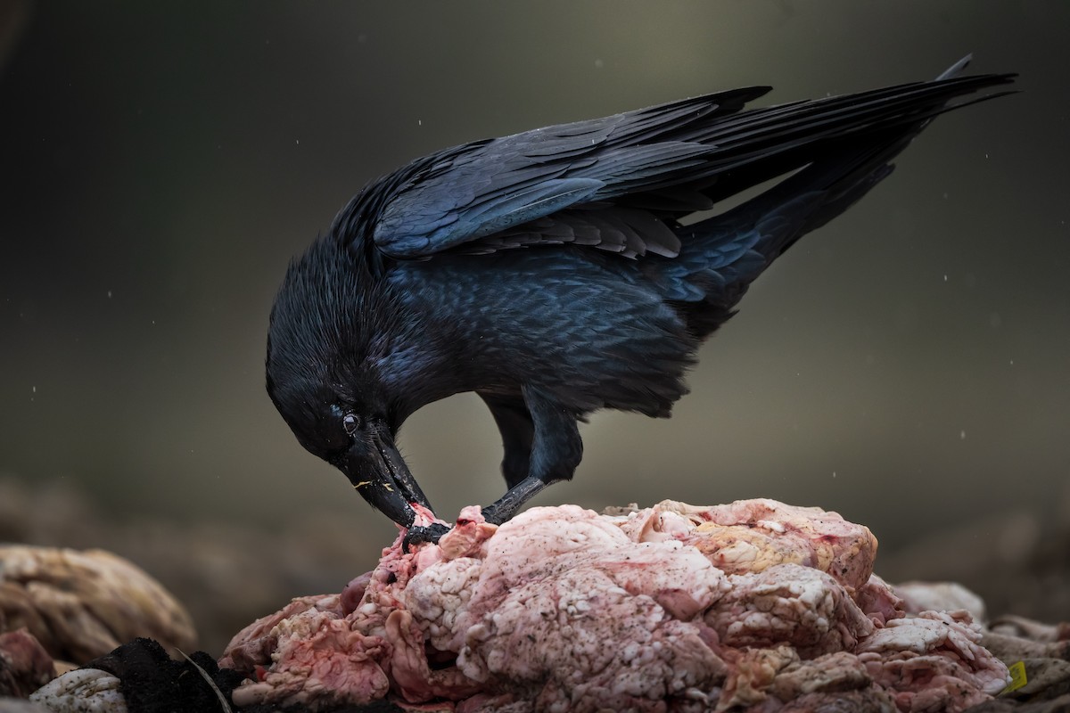 Grand Corbeau - ML644229567