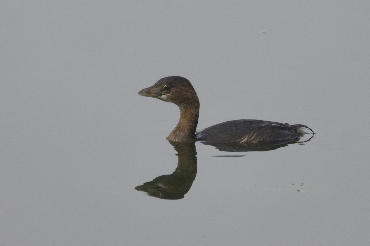 Pied-billed Grebe - ML644229576