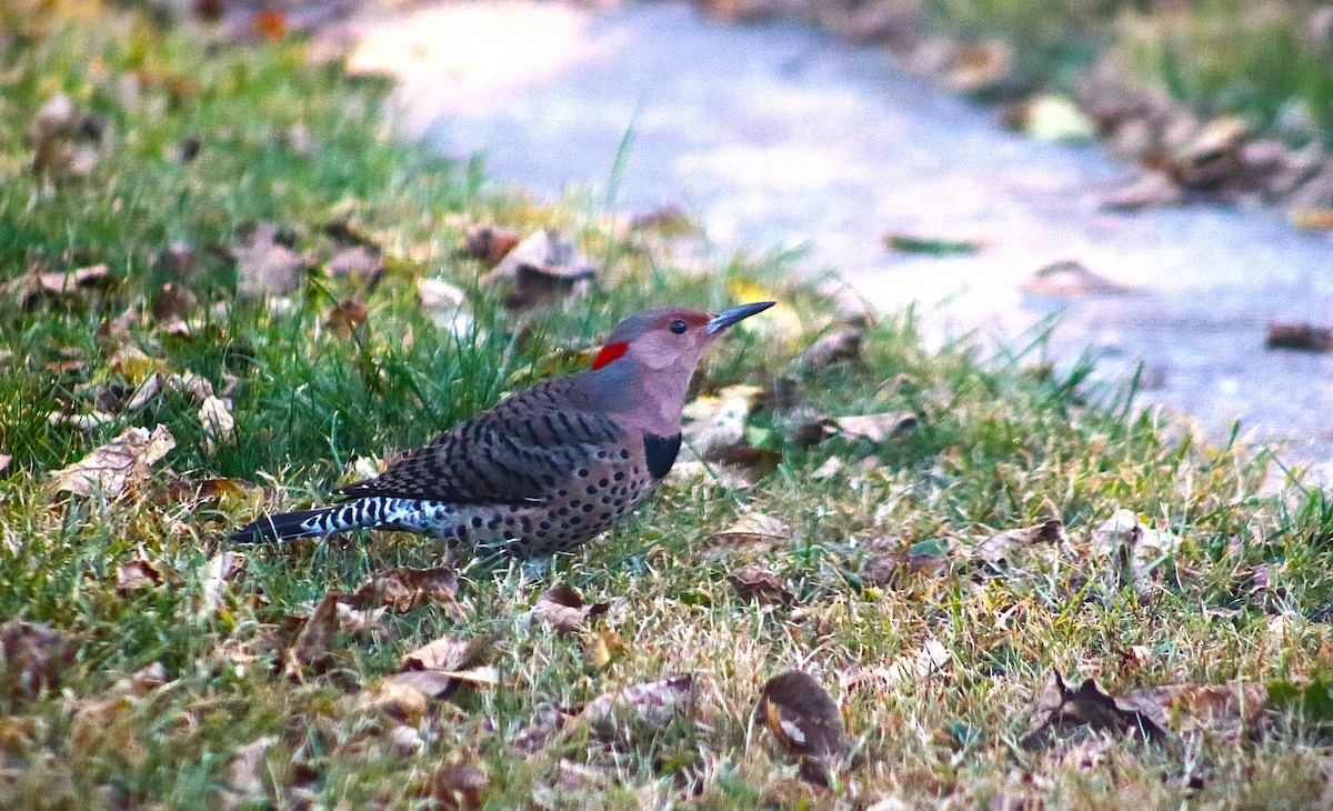 Northern Flicker - ML644229581