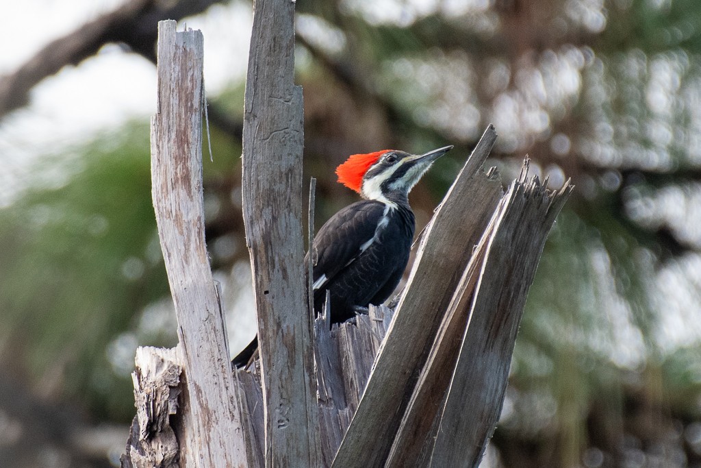 Pileated Woodpecker - ML644229590