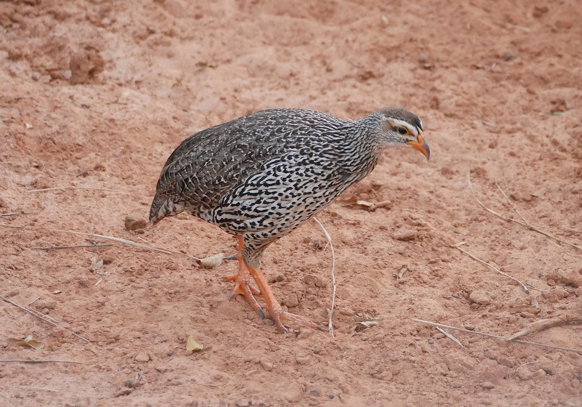 Francolin à bec jaune - ML644229592