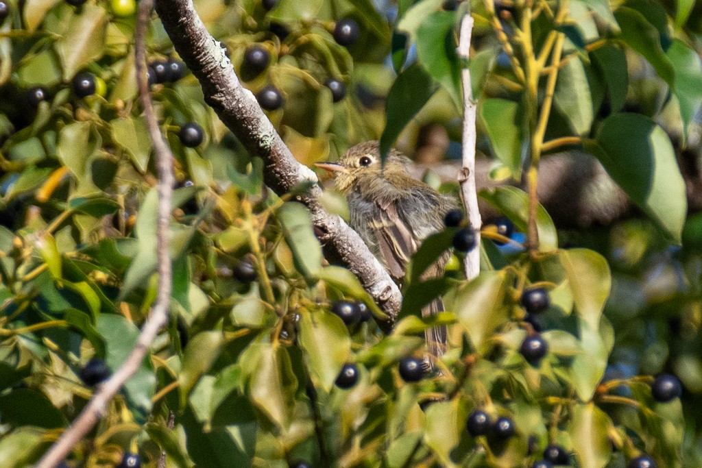Western Flycatcher (Pacific-slope) - ML644229602