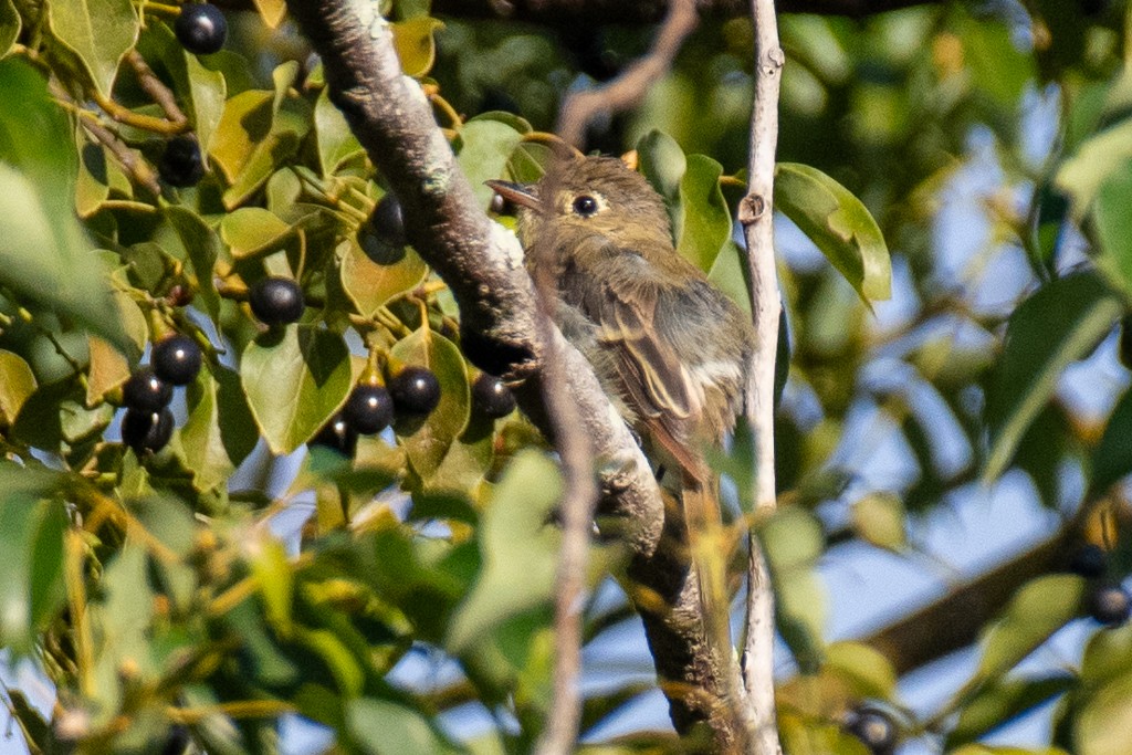 Western Flycatcher (Pacific-slope) - ML644229603