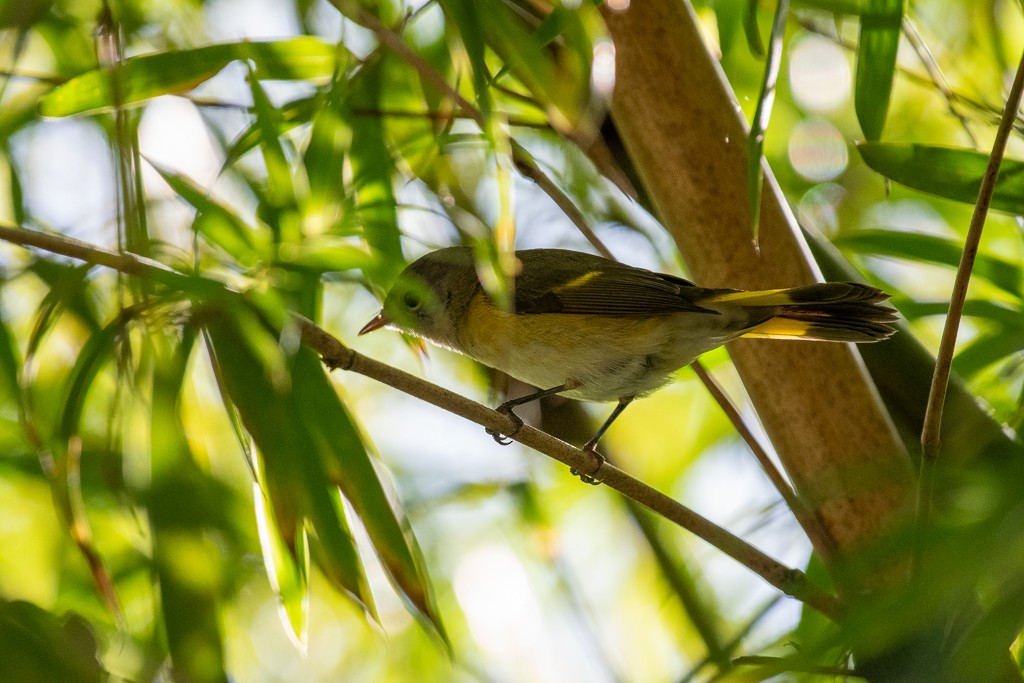 American Redstart - ML644229614