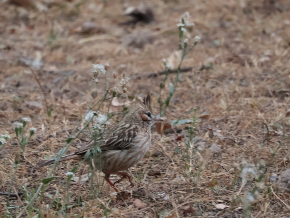 Annumbi alouette - ML644229617