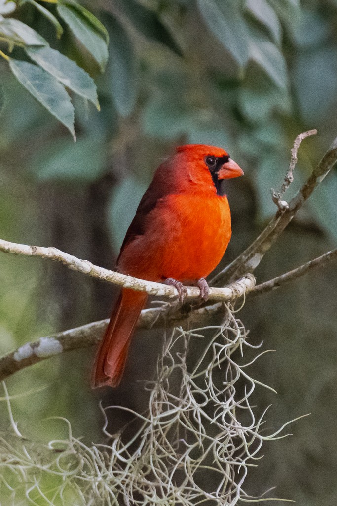 Northern Cardinal (Common) - ML644229619