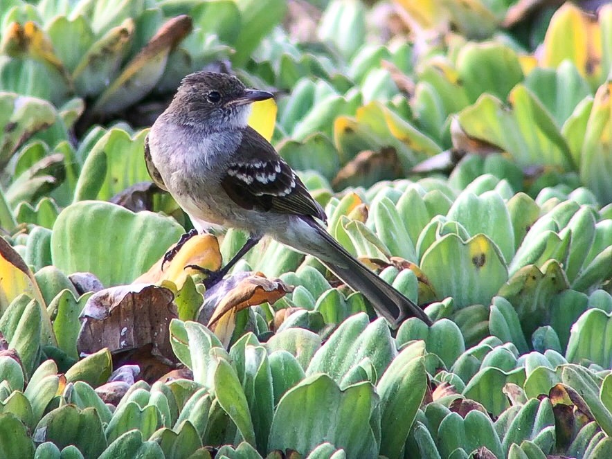 Élénie de Noronha - ML644229623
