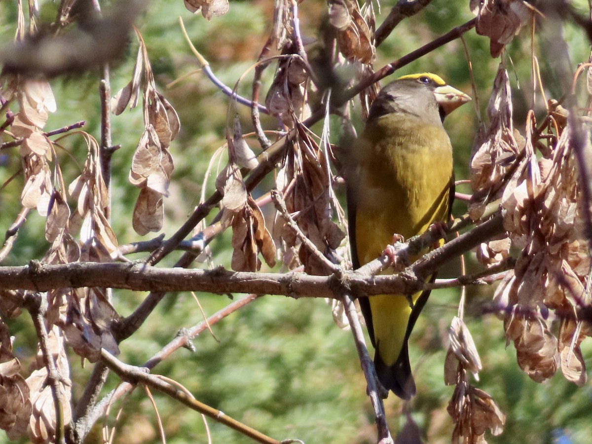 Evening Grosbeak - ML644229636
