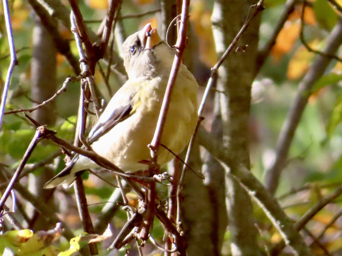 Evening Grosbeak - ML644229637