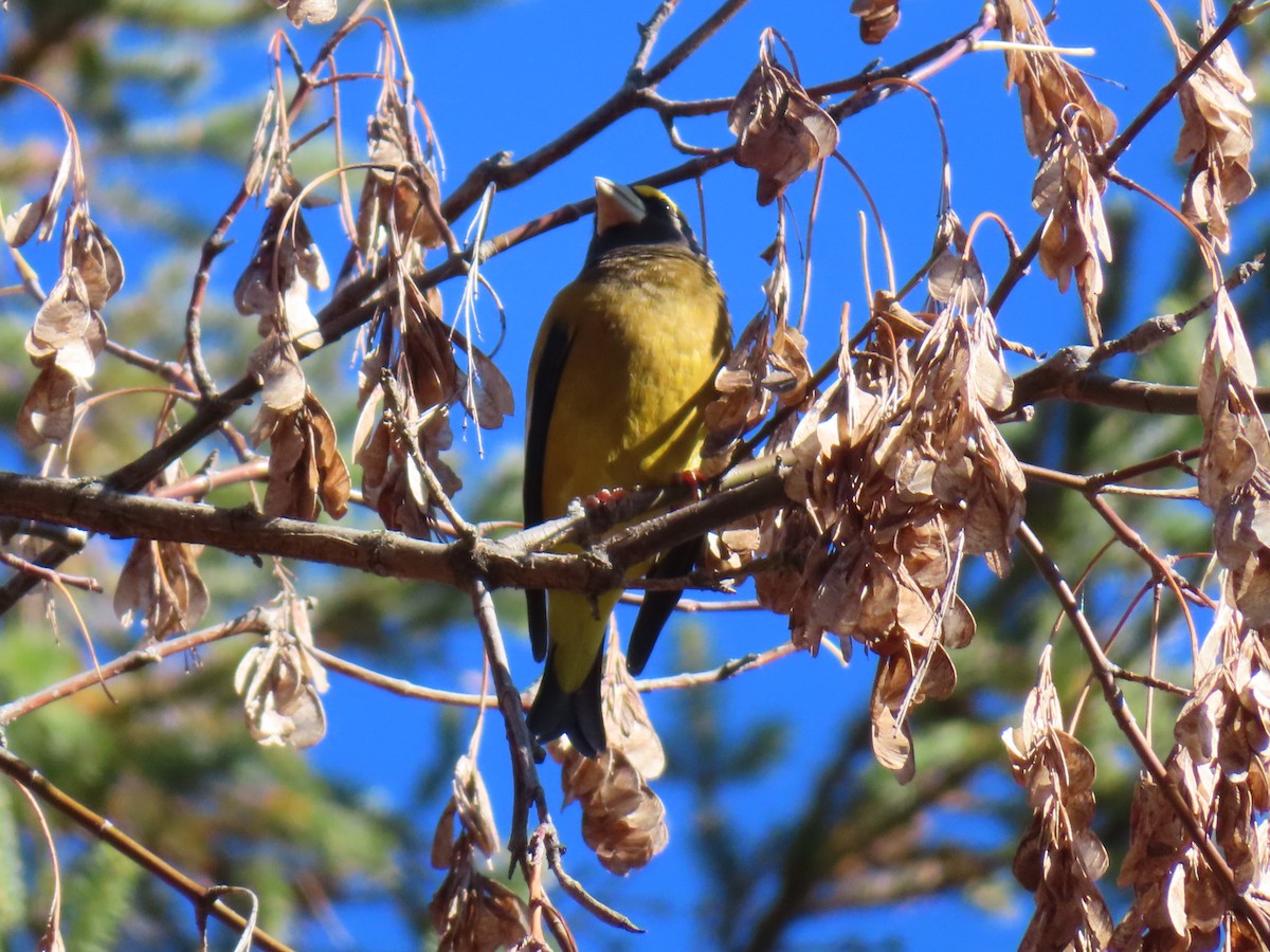 Evening Grosbeak - ML644229638