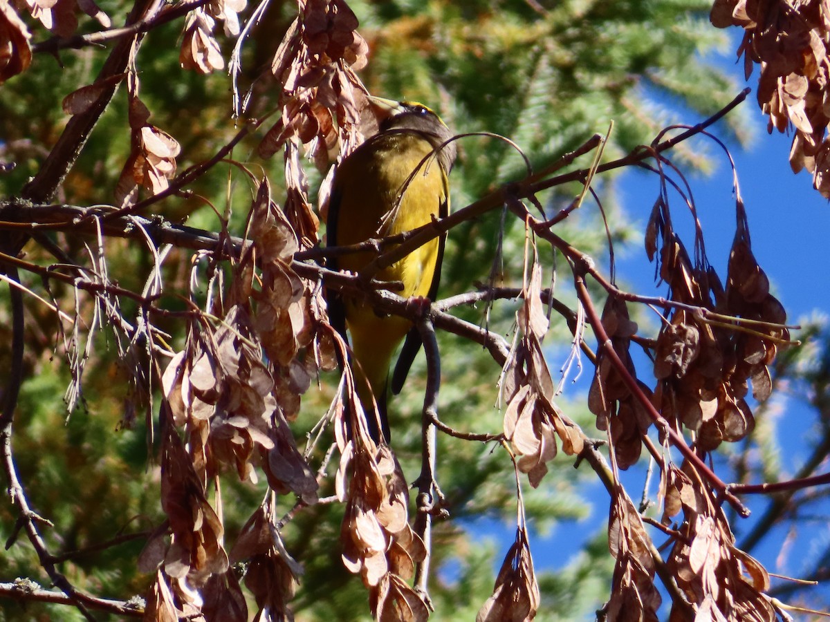 Evening Grosbeak - ML644229639