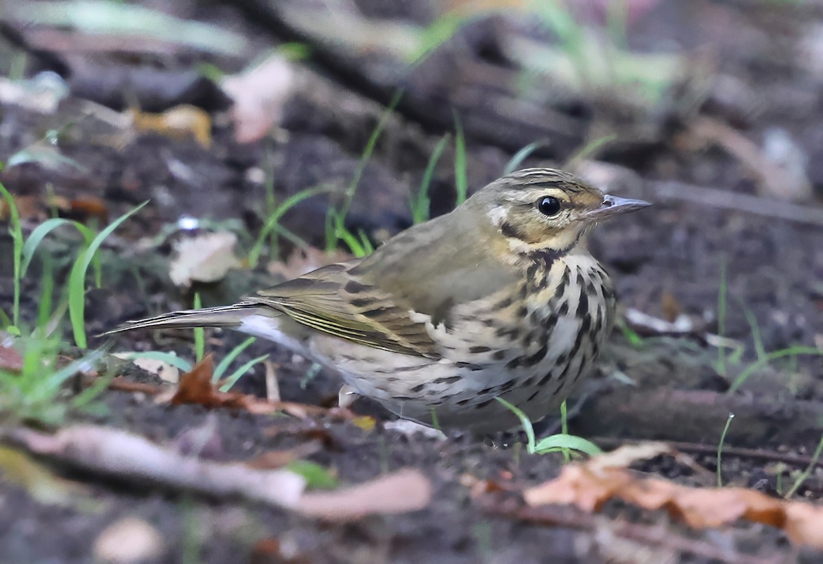 linduška olivová - ML644229644