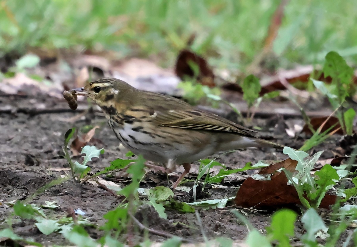 linduška olivová - ML644229645