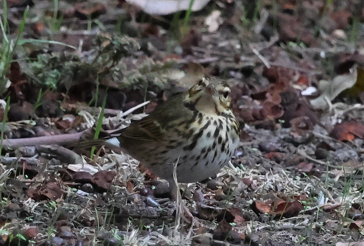 linduška olivová - ML644229646