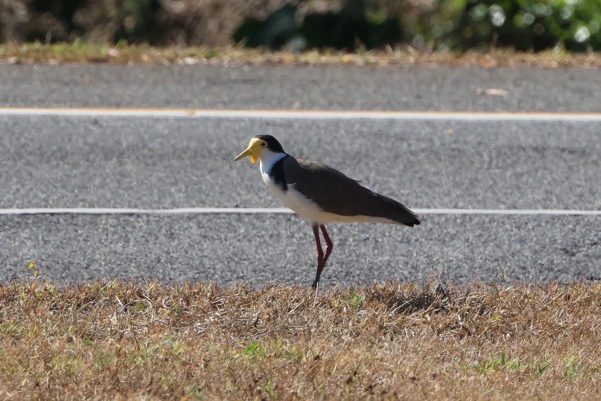 Masked Lapwing (Black-shouldered) - ML644229654