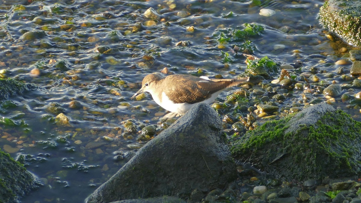 Common Sandpiper - ML644229662
