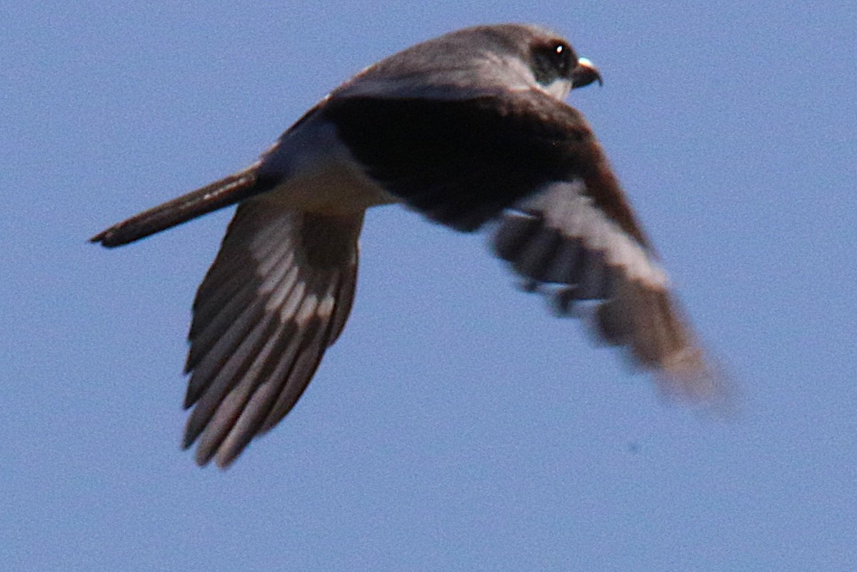 ťuhýk americký - ML644229664