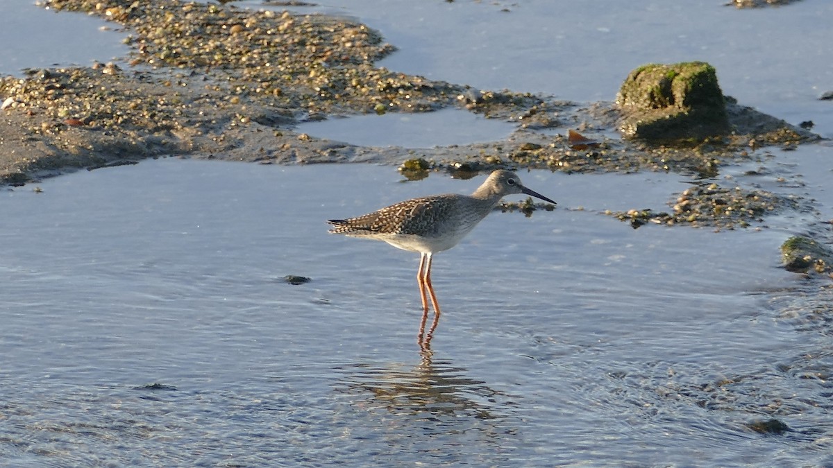 Common Redshank - ML644229680