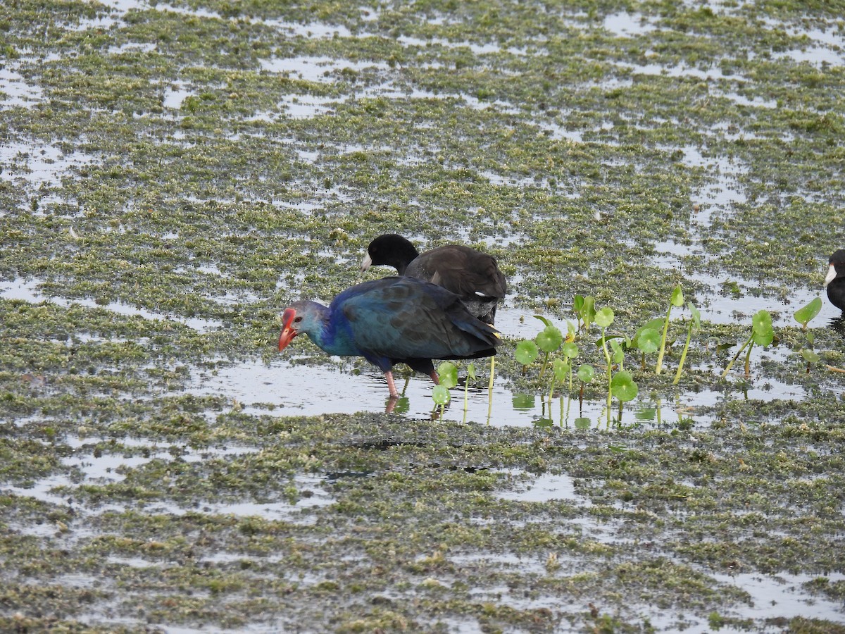 Calamón Cabecigrís - ML644229684