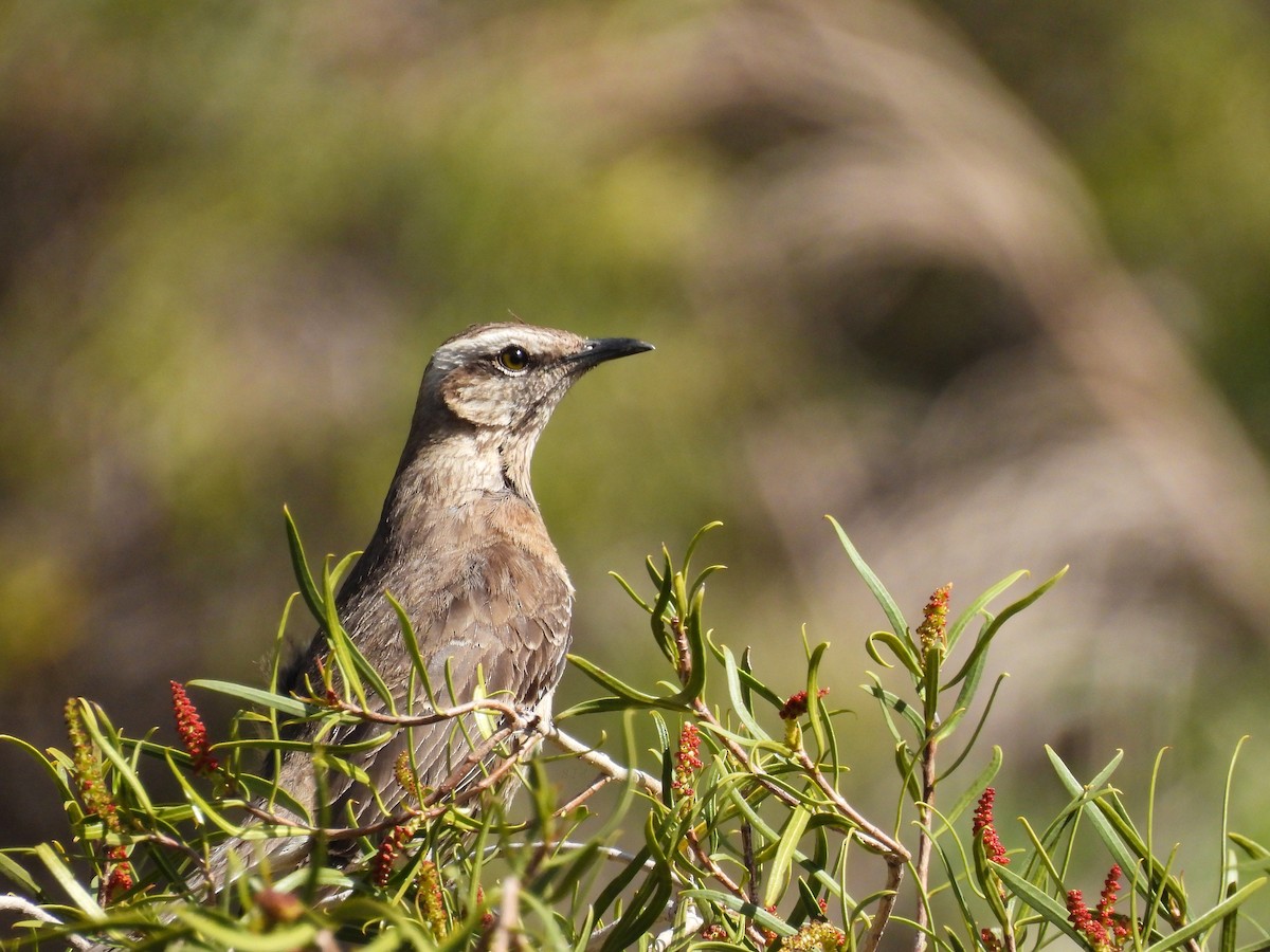 Чилийский пересмешник - ML644229691
