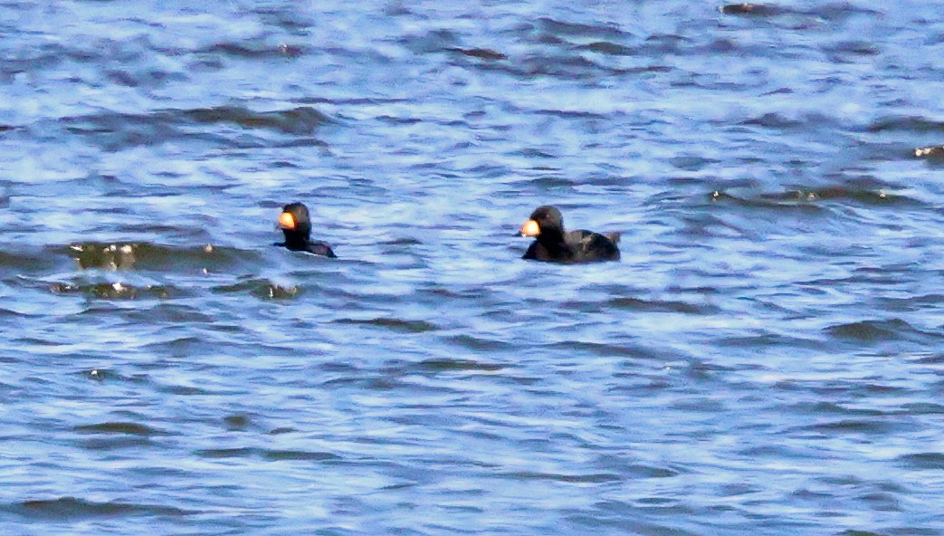 Black Scoter - ML644229694