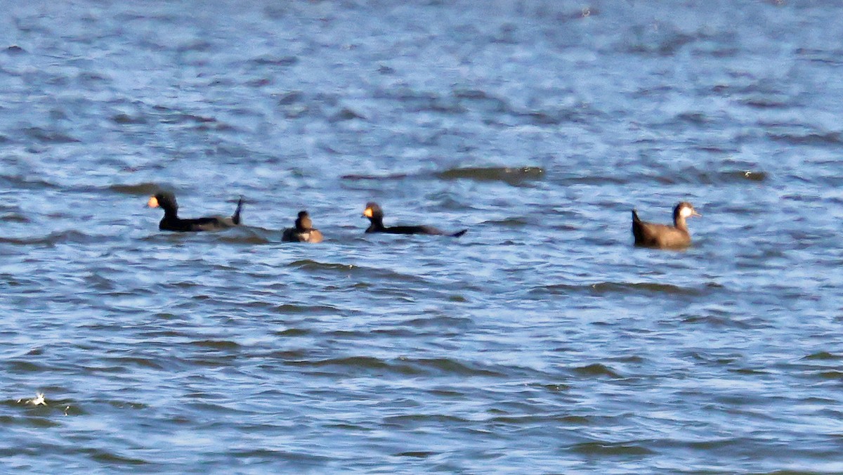 Black Scoter - ML644229695