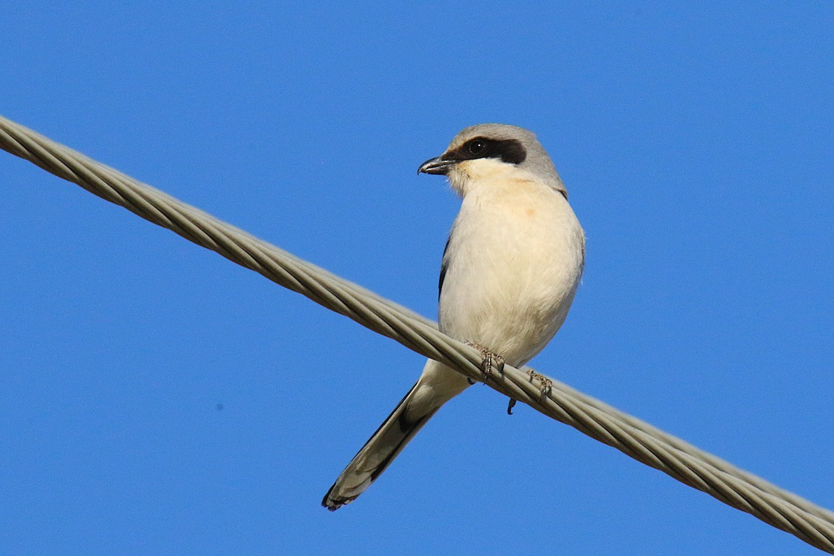 ťuhýk americký - ML644229710