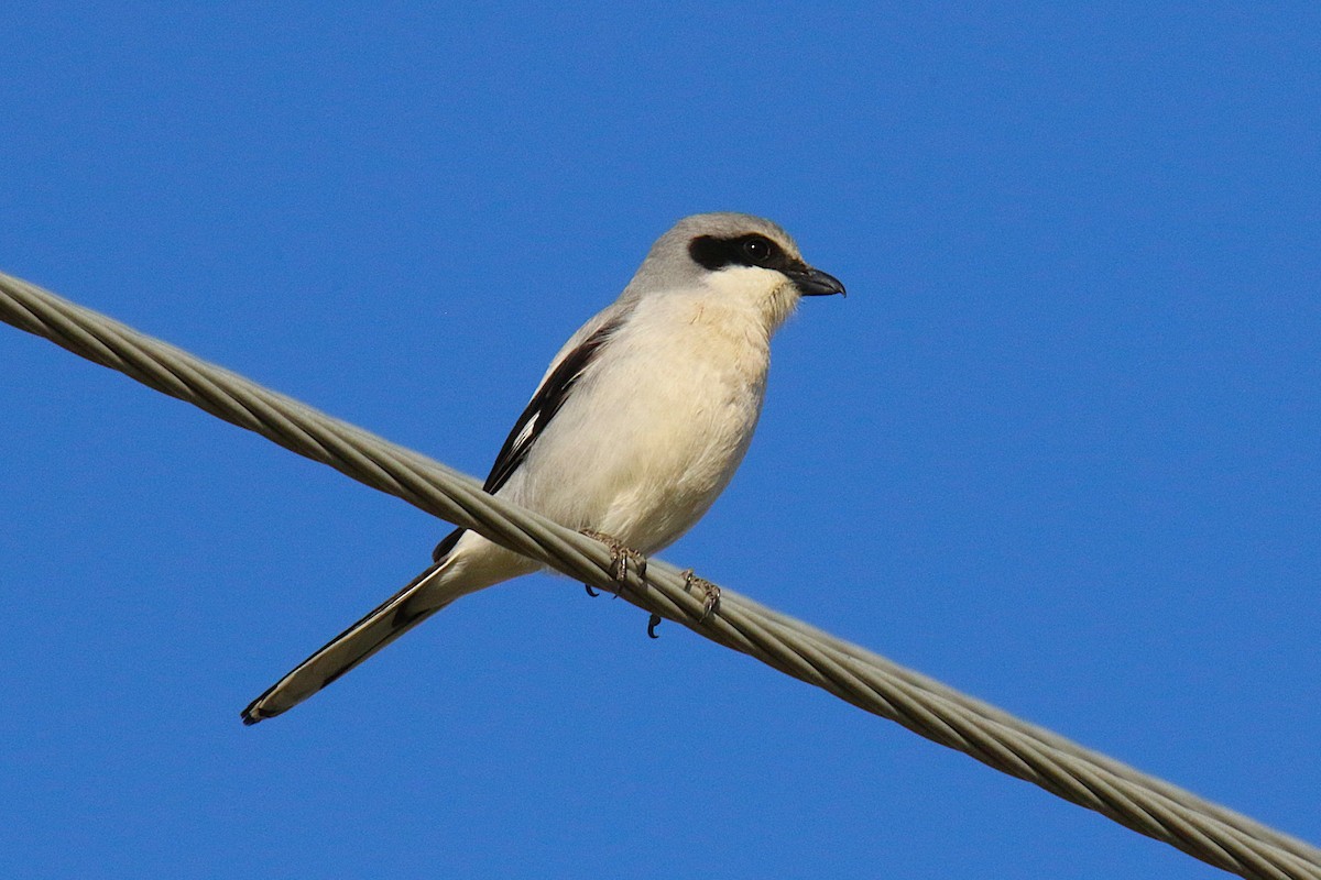 ťuhýk americký - ML644229711