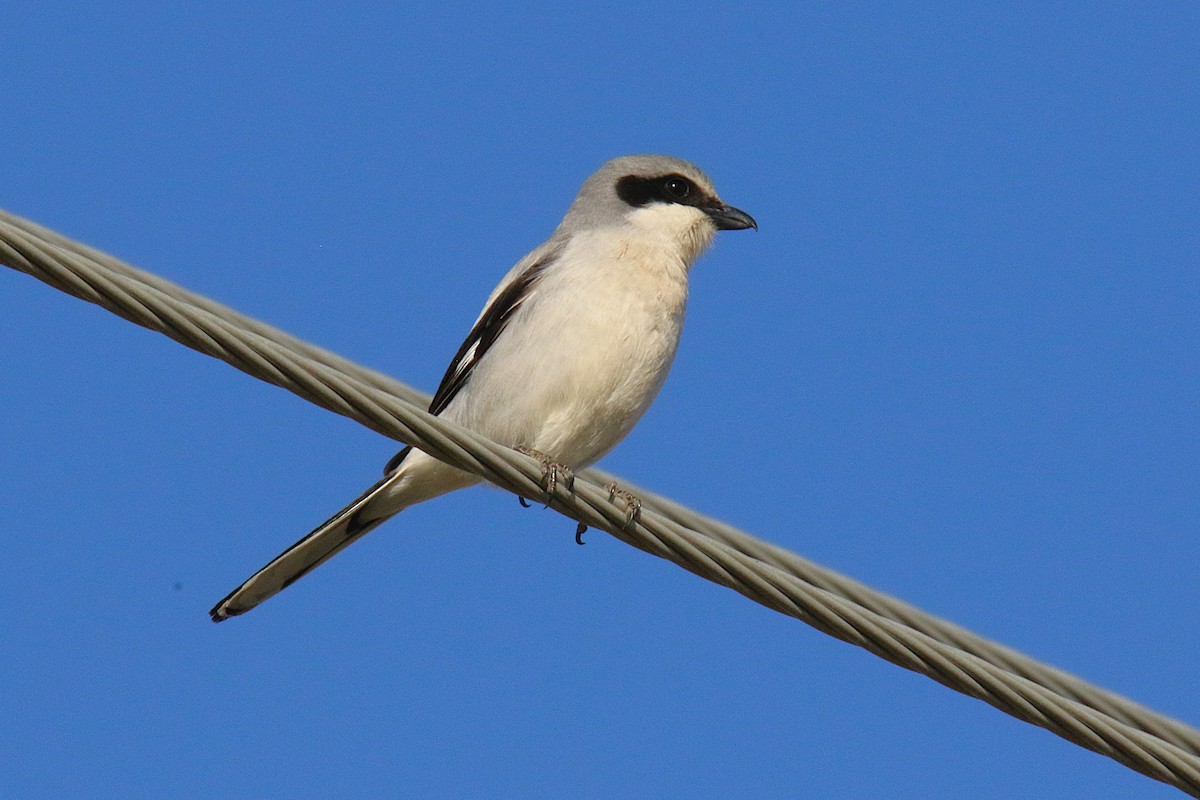 ťuhýk americký - ML644229712