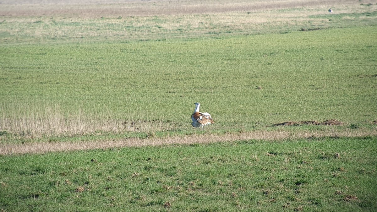 stortrappe - ML644229714