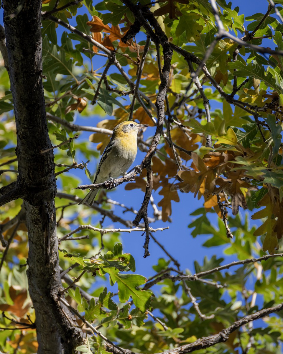 Olive Warbler - ML644229723