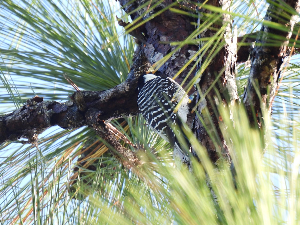 Pic à face blanche - ML644229750