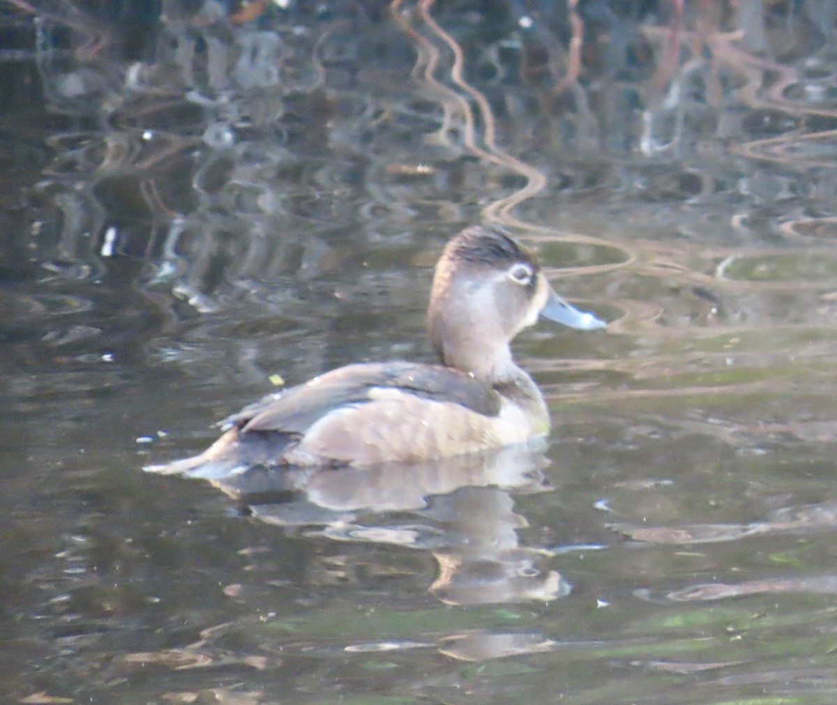 Ring-necked Duck - ML644229751