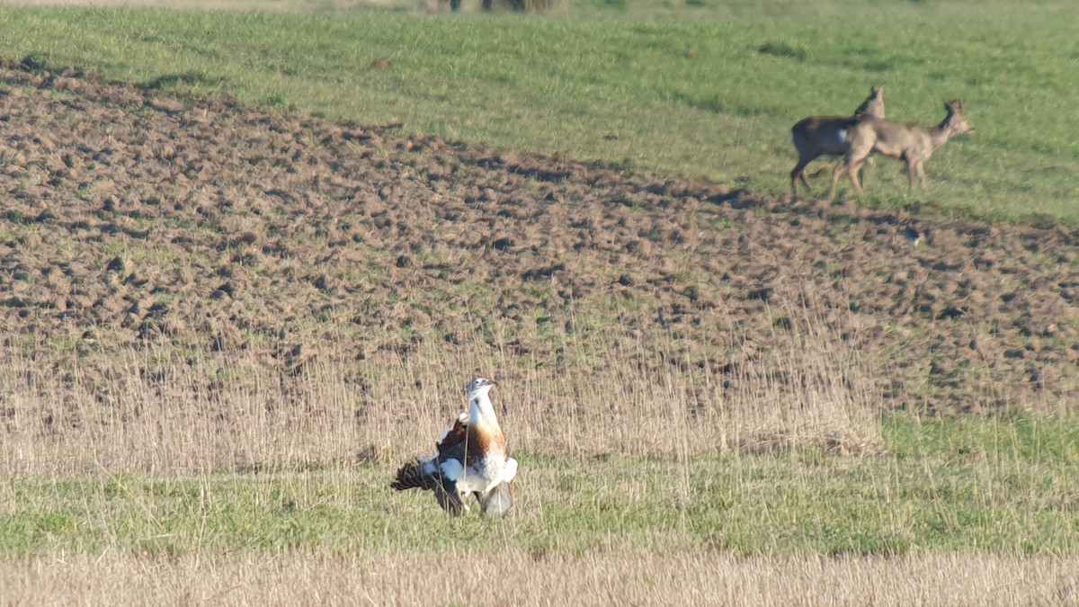 stortrappe - ML644229759