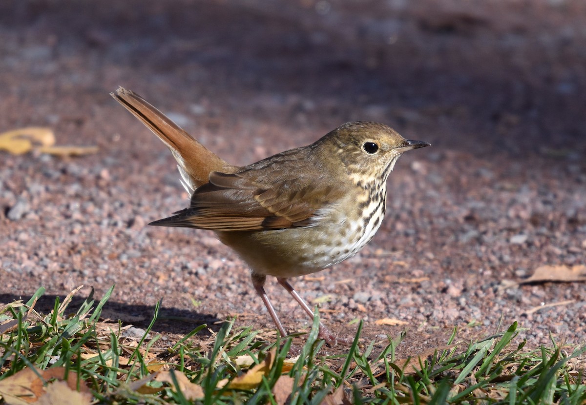 Hermit Thrush - ML644229775