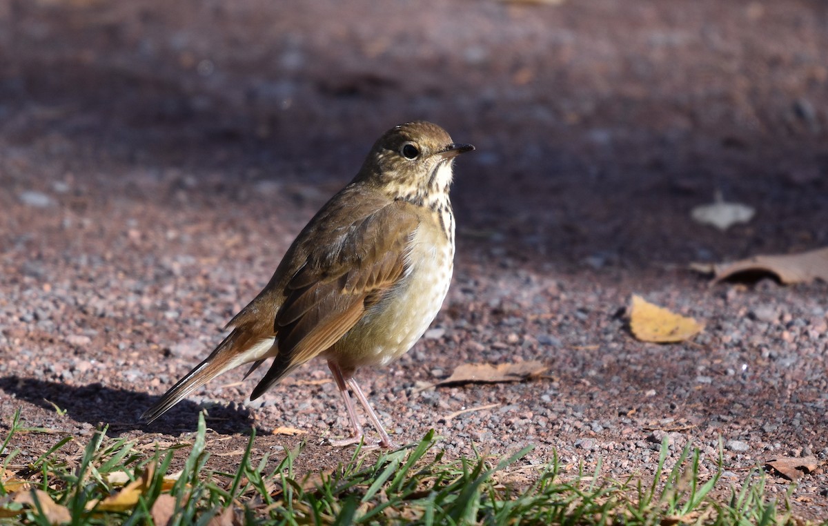 Hermit Thrush - ML644229776