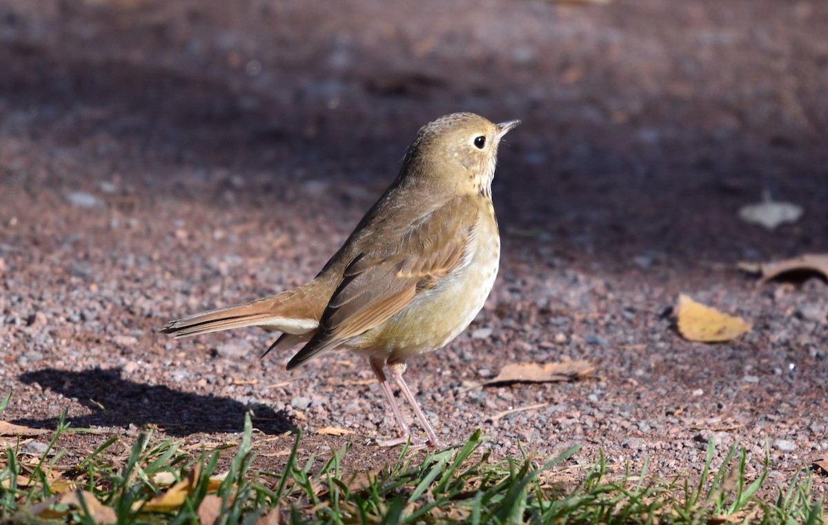 Hermit Thrush - ML644229777