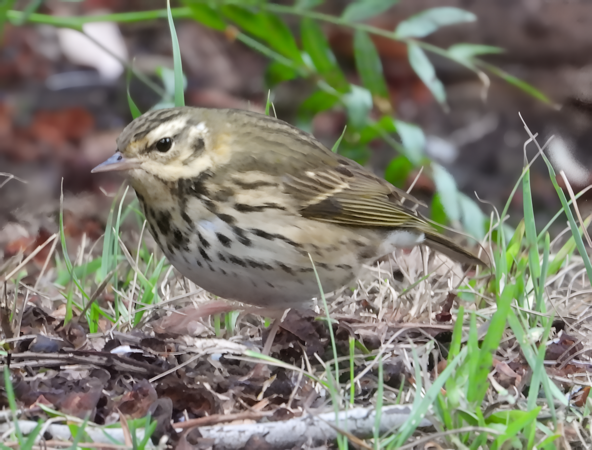 linduška olivová - ML644229783