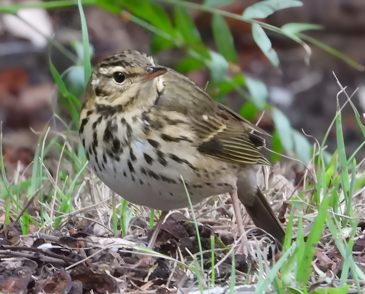 linduška olivová - ML644229784