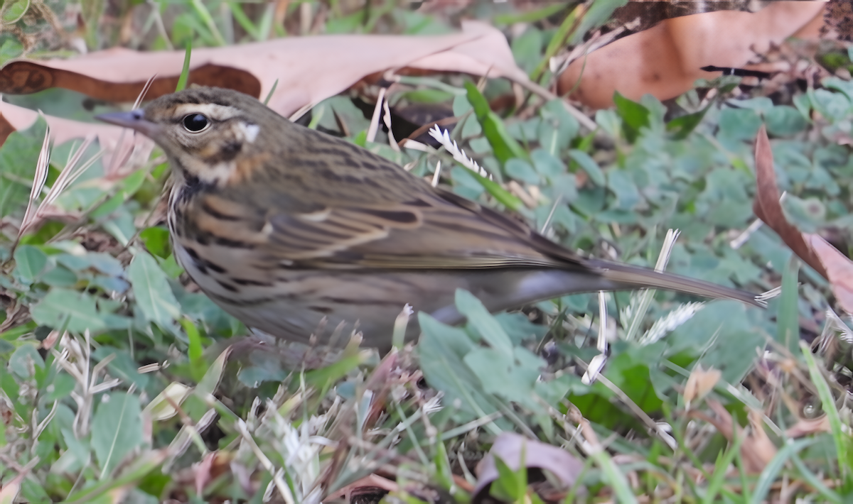 linduška olivová - ML644229785