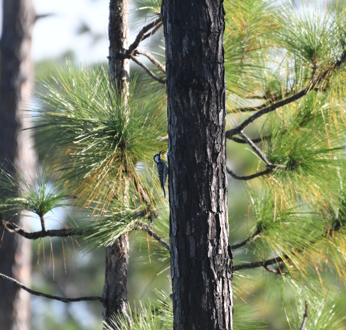 Pic à face blanche - ML644229787