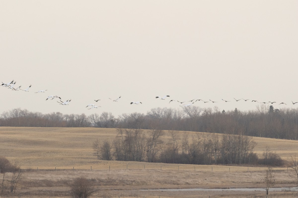 Kurrilo zuria - ML644229790