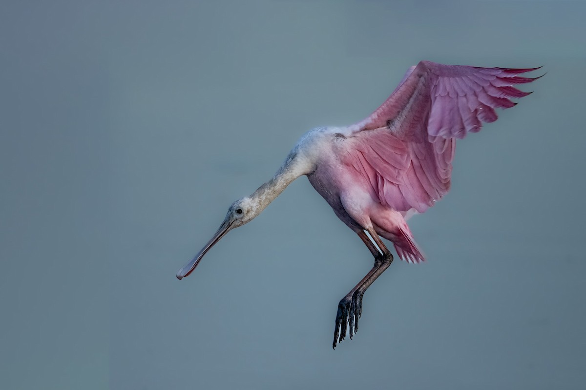 Roseate Spoonbill - ML644229797