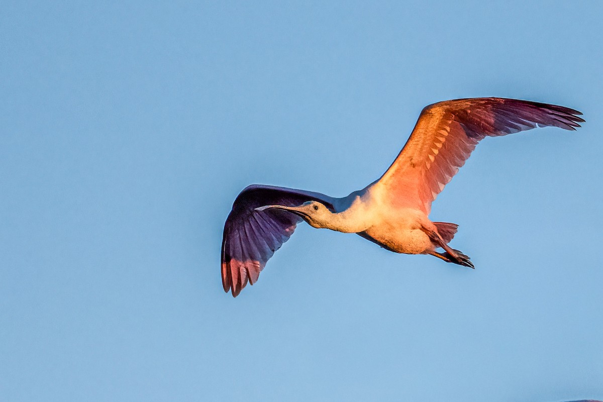 Roseate Spoonbill - ML644229798